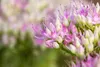 Prächtige Fetthenne Carmen, im 9 cm Topf - Sedum spectabile Produktbild-Vorschau 2