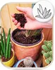Blumenerde für Kakteen und Sukkulenten 5l - Optimale Produktbild-Vorschau 5