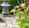Klon japoński - Acer palmatum 'Orange Dream' - Wysokość Podgląd zdjęcia produktu 6