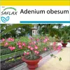 SAFLAX Kultivačný set - púštne ruže - Adenium obesum - 8 Náhľad obrázku produktu 5