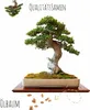 Semi di bonsai esotici ad alto tasso di germinazione - set Anteprima dell’immagine prodotto 6