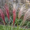 Stauden Gänge 1 x Miscanthus sinensis 'Rotsilber' - Rotes Produktbild-Vorschau 6