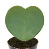 Hoya kerii – Herzpflanze, Herzblume oder „kleine Liebling“ Produktbild-Vorschau 2
