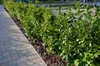 Stauden Gänge 1 x Prunus laurocerasus 'Novita' - Produktbild-Vorschau 4