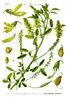 SAFLAX - Steinklee - Melilotus officinalis - 250 Samen Produktbild-Vorschau 5