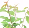 A close-up view of young cherry tree branches with green and reddish-brown leaves against a white background. Náhľad obrázku produktu