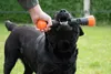 Chien Comets Meteor Wurfstock - Orange / L Voir les images du produit 14