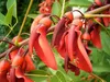 SAFLAX - Karaibski Krzew Koralowy - 6 Nasiona - Erythrina Podgląd zdjęcia produktu 8
