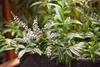Zitronenverbene, im Topf - Aloysia triphylla Produktbild-Vorschau 6