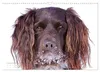 Faszination Jagdhund - Kleiner Münsterländer (Wandkalender Produktbild-Vorschau 14