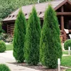 GreenboutiQ - Heckenpflanzen - Thuja occidentalis Smaragd - Produktbild-Vorschau 5