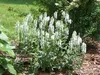 Stauden Gänge 5 x Salvia nemorosa 'Sensation White ®' im 1 Produktbild-Vorschau 7