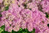 Sedum spectabile 'Carl', Fetthenne, rosa Blüten, ca. 11x11 Produktbild-Vorschau 3