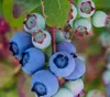 Dehner Heidelbeere Bluecrop, aromatische dickbauchige Produktbild-Vorschau 1