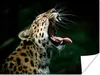 MuchoWow® Poster Panther - Schwarz - Zähne 120x90 cm - Produktbild-Vorschau 1