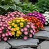 Exotenherz, plante couvre-sol - Mélange de Delosperma - Voir les images du produit 1
