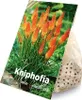 5er-Mix - Kniphofia Uvaria Grandiflora - Feuerpfeil - Produktbild-Vorschau 2