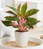 BALDUR Garten 1x Aglaonema 'Jungle Red®', Pflanze im 12 Produktbild-Vorschau 1
