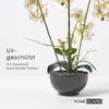 HOMESCAPES Umělá bílá orchidej Phalaenopsis v černém Náhled obrázku produktu 5