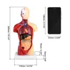 15 Teilig Menschliches Anatomie Modell, Produktbild-Vorschau 2