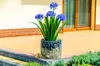 A decorative planter with blue flowers sits on an outdoor patio. Náhled obrázku produktu
