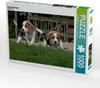 Calvendo Beagle-Welpen 1000 Teile Puzzle quer 640x480mm, ; Produktbild-Vorschau 1