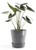 Base para maceta con ruedas, Ecopots Oslo, plástico, Vista previa de la imagen del producto 10