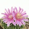 Echinofossulocactus mult. brevispinus - zeldzame bolcactus Productafbeelding-voorbeeld 4
