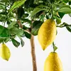 Meine Orangerie Amalfi Zitronenbaum Mezzo - echte Produktbild-Vorschau 9