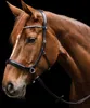 A close-up profile of a brown horse wearing a black bridle with silver accents. Produktbild-Vorschau