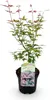 GreenboutiQ - Balkonpflanze - Japanischer Ahorn - Acer Produktbild-Vorschau 2