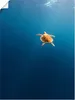 ARTland Poster Chillkröte - Karettschildkröte im Meer Produktbild-Vorschau 1