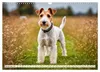 Drahthaar-Foxterrier (Wandkalender 2027 DIN A3 quer), Produktbild-Vorschau 14