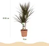 Dracaena Magenta Drachenblutbaum 17cm 70-80cm pflegeleicht Produktbild-Vorschau 3