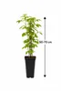 Himbeere Rubus idaeus 'Ottawa' 60–70 cm Herbsthimbeere – Produktbild-Vorschau 5