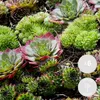 Bloomique - Lot de 6 - Sempervivum Mix - Joubarbe - Plantes Voir les images du produit 2