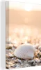 MuchoWow® - Leinwandbilder - Muscheln - Weiß - Strand - Produktbild-Vorschau 1
