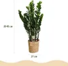 Zamioculcas 80 - 90cm, šírka 21cm, s košíkom, cisticka Náhľad obrázku produktu 3