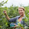 A woman is picking blueberries from a bush and holding a basket of blueberries. Anteprima dell’immagine prodotto