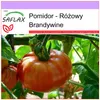 SAFLAX - Pomidor - Różowy Brandywine - 10 Nasiona - Podgląd zdjęcia produktu 5