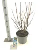 Prunus tomentosa - Filzkirsche | 50-60 cm im Topf