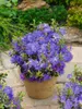 Zwerg-Rhododendron 25-30 cm, im Topf - Rhododendron Produktbild-Vorschau 12