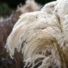 Bloomique - Lot de 3 - Miscanthus Sinensis - Roseau fleuri Voir les images du produit 5