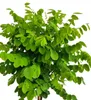 Kugelakazie - Robinia Umbraculifera - Hochstamm 125 - 150 Produktbild-Vorschau 2