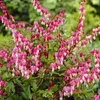6 x Hohe Herzblume - Dicentra spectabilis | Topf 9cm x 9cm Voir les images du produit 1