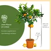 Meine Orangerie Orangenbaum Grande - echte Orange - Produktbild-Vorschau 8
