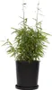 A potted bamboo plant against a white background. Produktbild-Vorschau
