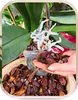 Orchideenerde 5L - Kiefernrinde - Kokosnuss - Nährstoffe - Produktbild-Vorschau 3