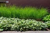 Stauden Gänge 1 x Miscanthus sinensis 'Gracillimus' im 1 Produktbild-Vorschau 6