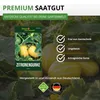 Zitronengurke Lemon Samen - Cucumis sativus - Gurkensamen - Produktbild-Vorschau 8